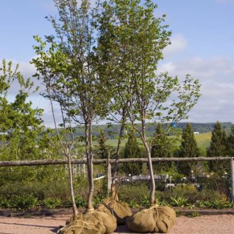 {SERVICE_NAME} project in Grapevine