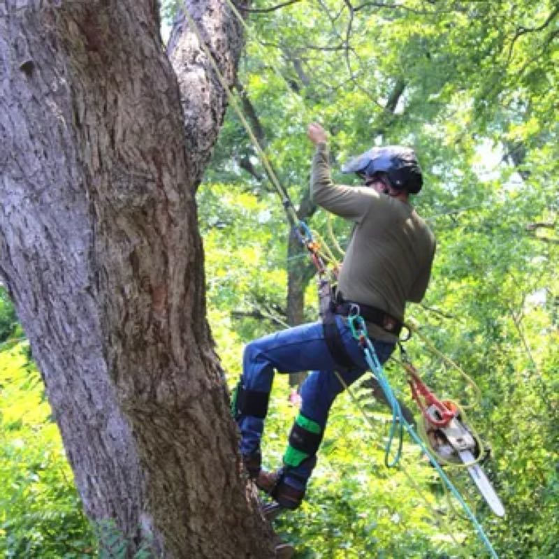 Tree Trimming in Grapevine