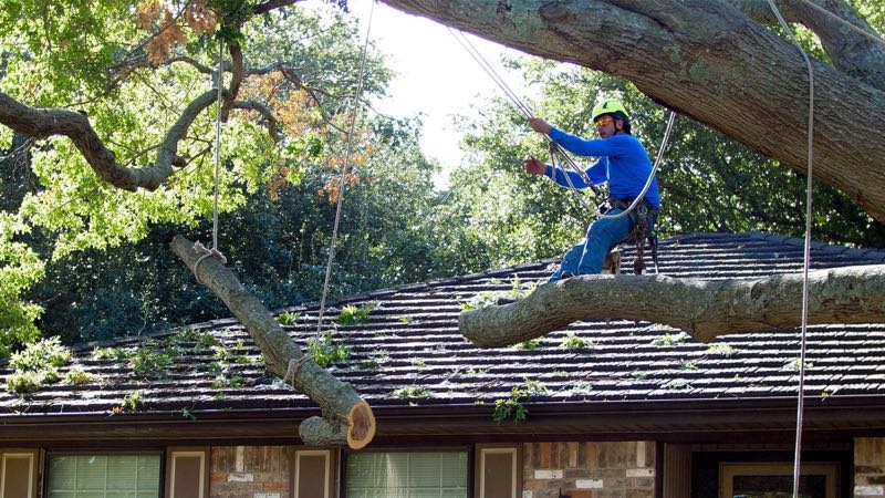 Tree Removal in Grapevine