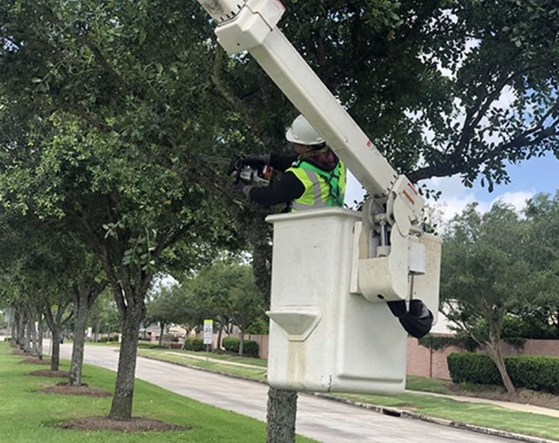 Large Oak Trimming in Grapevine