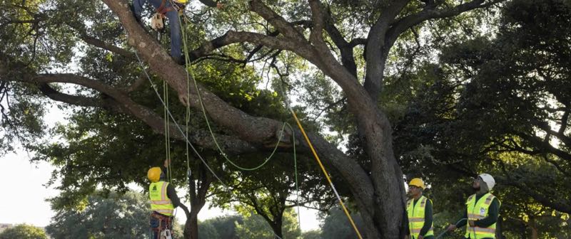 {SERVICE_NAME} project in Grapevine