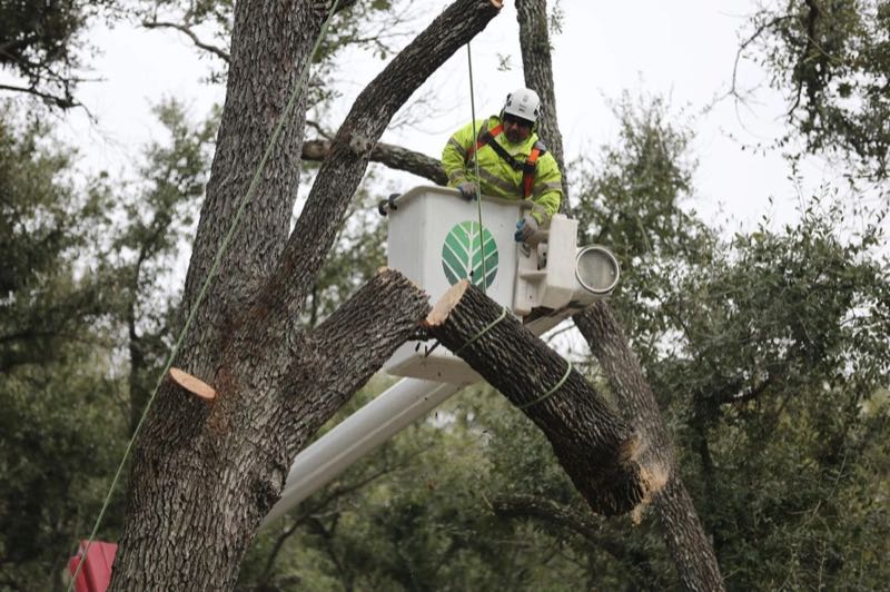 Canopy Trimming in Grapevine