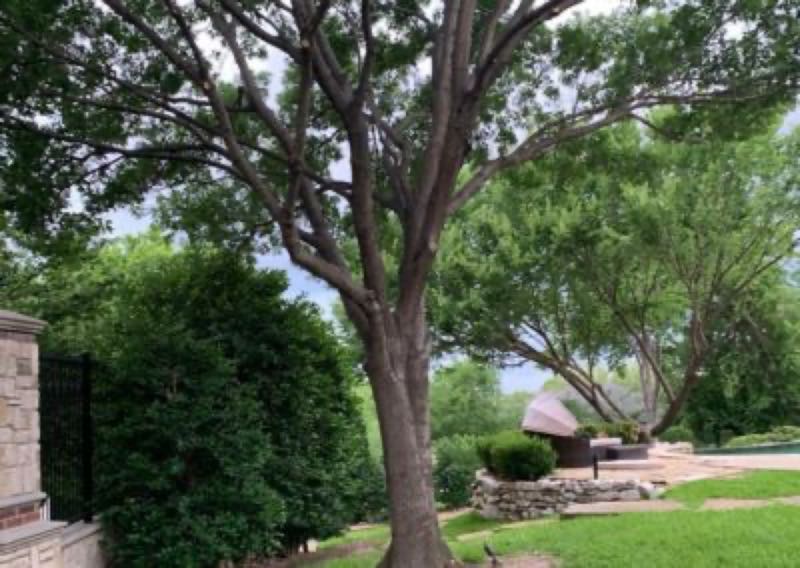 {SERVICE_NAME} project in Grapevine